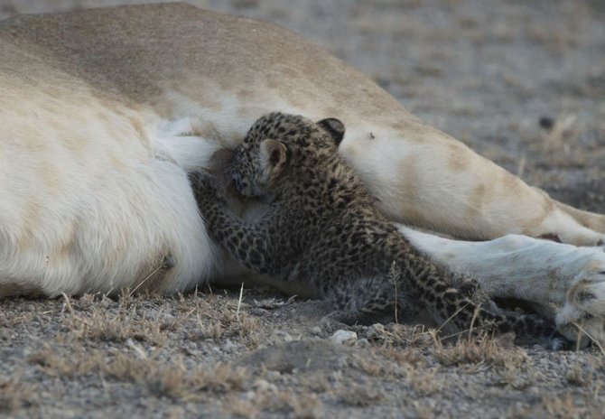 „Scanpix“/AP nuotr./Tanzanijos draustinyje pastebėta leopardo jauniklį maitinanti liūtė