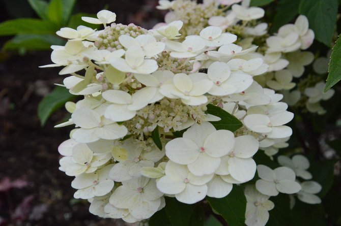 VDU nuotr./Šluotelinė hortenzija (Hydrangea paniculata „Sparkling“)