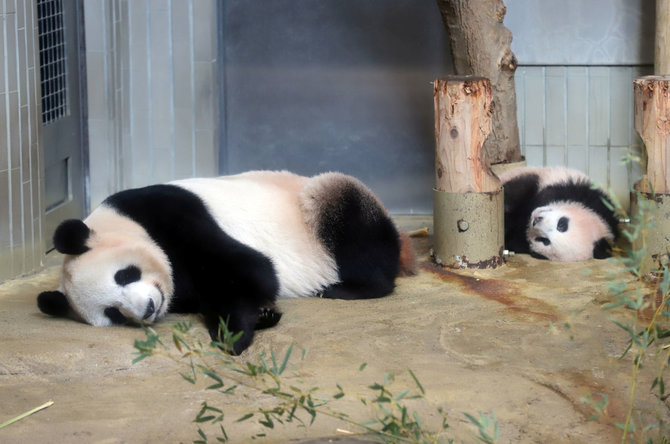 „Reuters“/„Scanpix“ nuotr./Japonijos zoologijos sode mažylė panda pirmą kartą parodyta žurnalistams