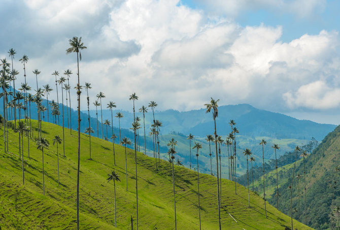 Vida Press nuotr./Aukščiausios palmės pasaulyje auga Kokoros slėnyje Kolumbijoje