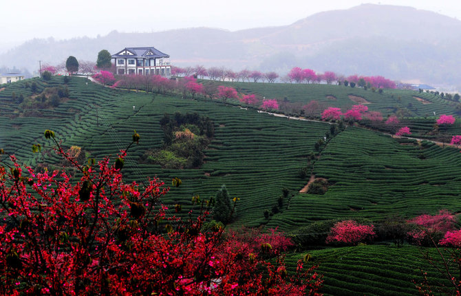 „Scanpix“/„Sipa USA“ nuotr./Vyšnių žiedai arbatos laukuose Fudziano provincijoje Kinijoje