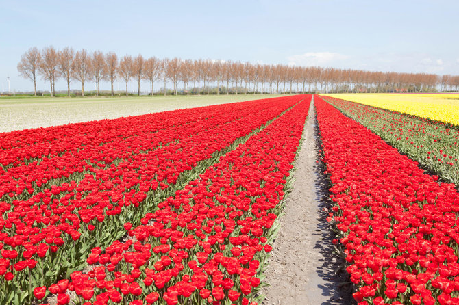 Vida Press nuotr./Tulpių laukai Šiaurės Rytų polderiai, Nyderlanduose