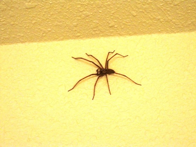 Didieji namų vorai ne tokie drovūs, kaip kiti, tad jie nesislepia tamsiuose namų kampuose.