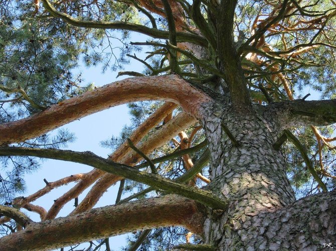 Vijoleta Kamandulienė/Ir medis turi savo genealogiją