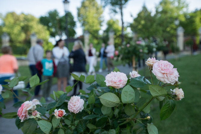Rožių apsuptoje Chaimo Frenkelio viloje prasideda vasaros festivalis
