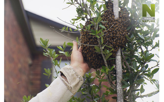 Viasat nuotr./Slaptas bičių gyvenimas: 10 dalykų, kuriuos turėtumėte žinoti apie bites ir bitininkus