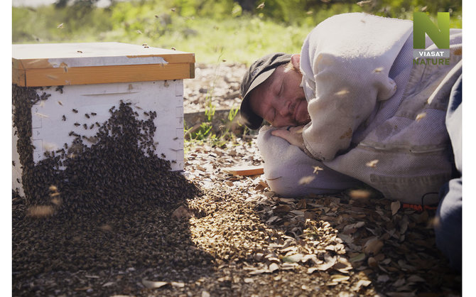 Viasat nuotr./Slaptas bičių gyvenimas: 10 dalykų, kuriuos turėtumėte žinoti apie bites ir bitininkus