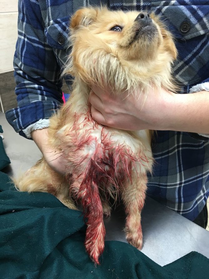 Nukentėjusiosios byloje nuotr./Varėnos rajone peršautas šuo Amigo