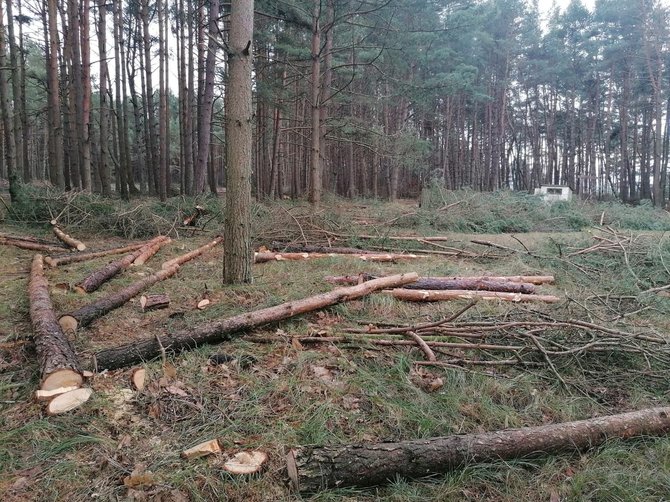 Skaitytojo nuotr./Lietuvos pareigūno žemės sklype Papėje išpjauti medžiai