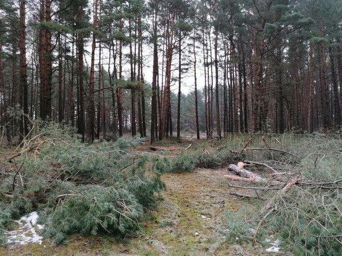 Skaitytojo nuotr./Lietuvos pareigūno žemės sklype Papėje išpjauti medžiai