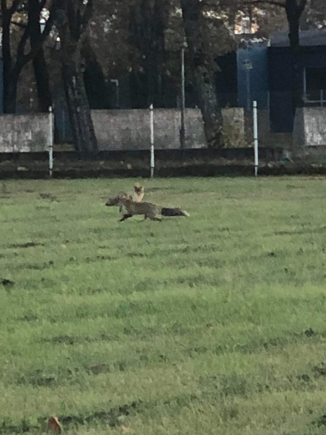 Skaitytojo nuotr./Tauragės stadione pasirodė lapė