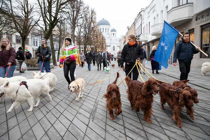 LSMU Gyvūnų mokslų fakulteto nuotr./Keturkojų eisena Kauno Laisvės alėjoje