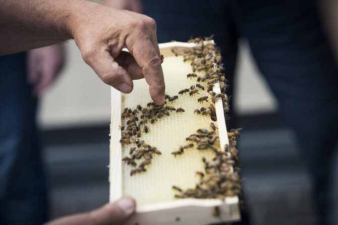 medus (asociatyvi nuotr.)