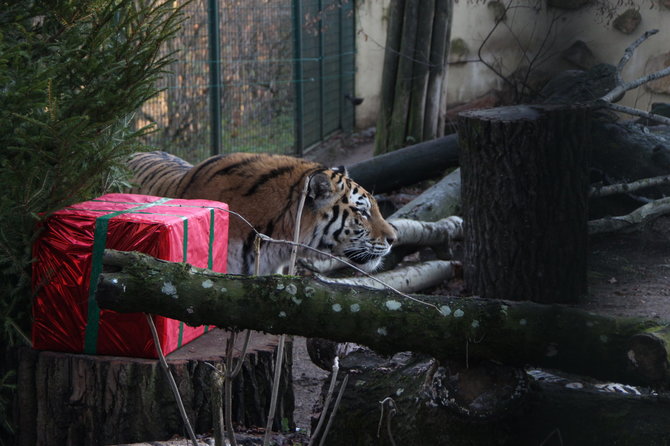 Lietuvos zoologijos sodo nuotr./„Žiemos sodų savaitė“ Lietuvos zoologijos sode