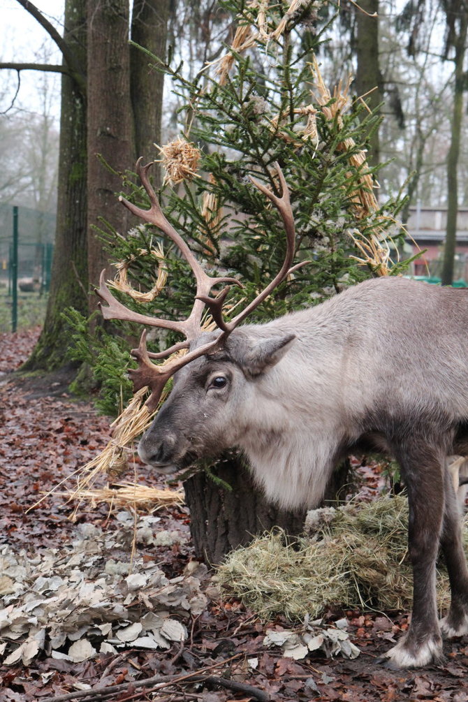 Lietuvos zoologijos sodo nuotr./„Žiemos sodų savaitė“ Lietuvos zoologijos sode