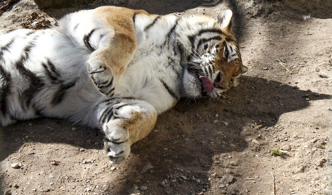 Lietuvos zoologijos sodo nuotr./Pavasarį Lietuvos zoologijos sode – meilės metas