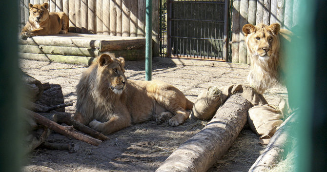 Lietuvos zoologijos sodo nuotr./Pavasarį Lietuvos zoologijos sode – meilės metas