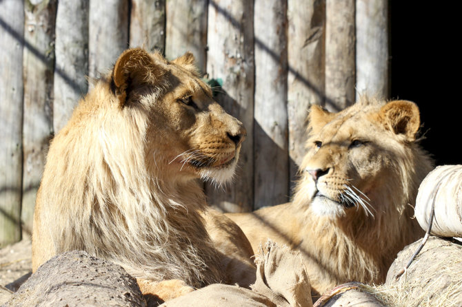 Lietuvos zoologijos sodo nuotr./Pavasarį Lietuvos zoologijos sode – meilės metas