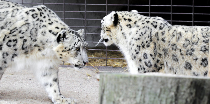 Lietuvos zoologijos sodo nuotr./Pavasarį Lietuvos zoologijos sode – meilės metas