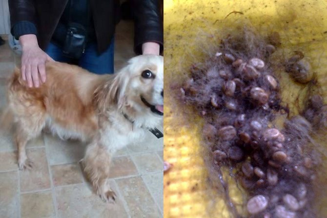 Sigito Klymanto nuotr./Iš soduose aptikto šuns ištraukta apie 100 erkių
