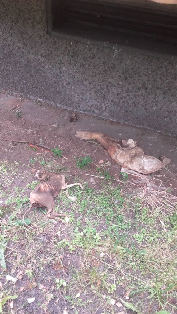 Skaitytojos Joanos nuotr./Vilniuje po balkonu rasta katės gaišena ir kiaulės koja