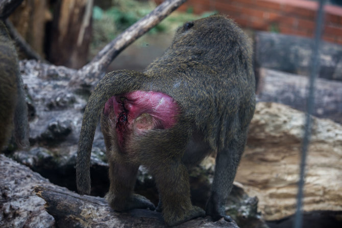 Mariaus Vizbaro / 15min nuotr./Beždžionių gyvenimas Kauno zoologijos sode