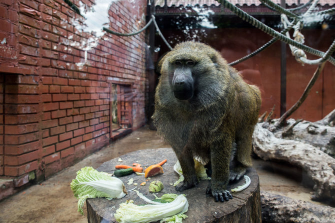 Mariaus Vizbaro / 15min nuotr./Beždžionių gyvenimas Kauno zoologijos sode