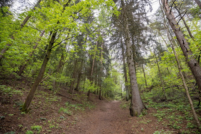 Sauliaus Žiūros nuotr./Jomanto miško parkas