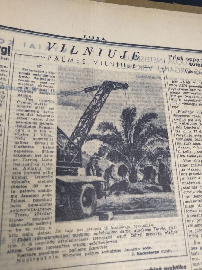 Ugniaus Antanavičiaus nuotr./Laikraščio „Tiesa“ straipsnis apie palmes Vilniuje