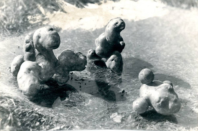epaveldas.lt nuotr. /Trys gumbuotos bulvės, 1925 m.