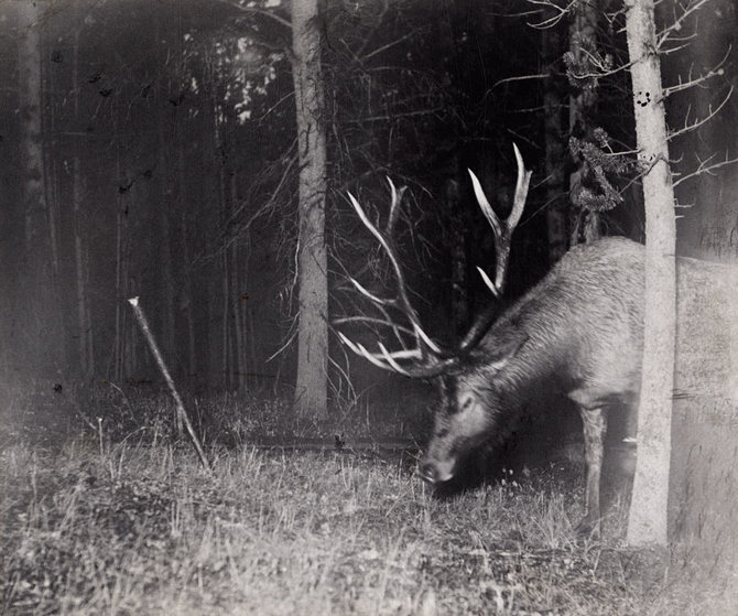 Wikimedia Commons/National Geographic nuotr. /Briedis miške, George'o Shiro nufotografuotas po to, kai sujudino spąstus