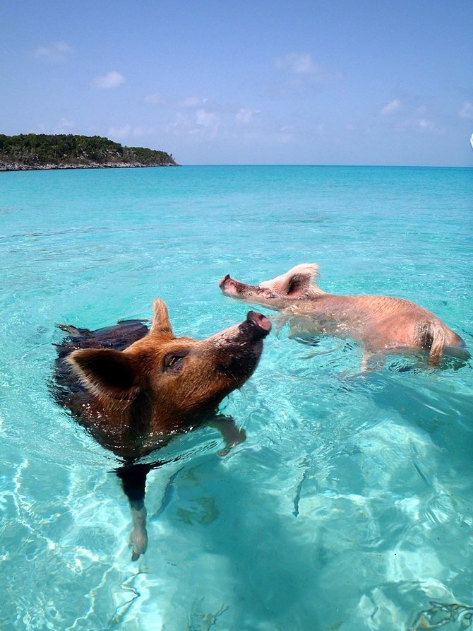 Wikipedia Commons nuotr. // CC BY-SA 2.0/Plaukiančios kiaulės Bahamuose