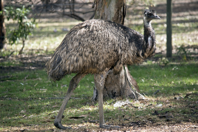 123RF.com nuotr./Paukštis emu