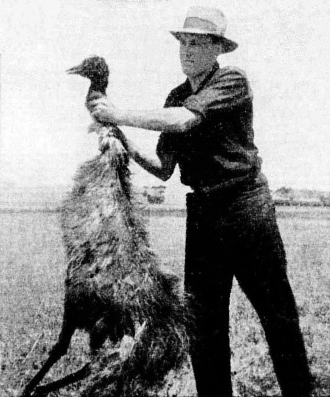 Wikimedia Commons / Public Domain nuotr./Paukštis, nukautas per emu karą