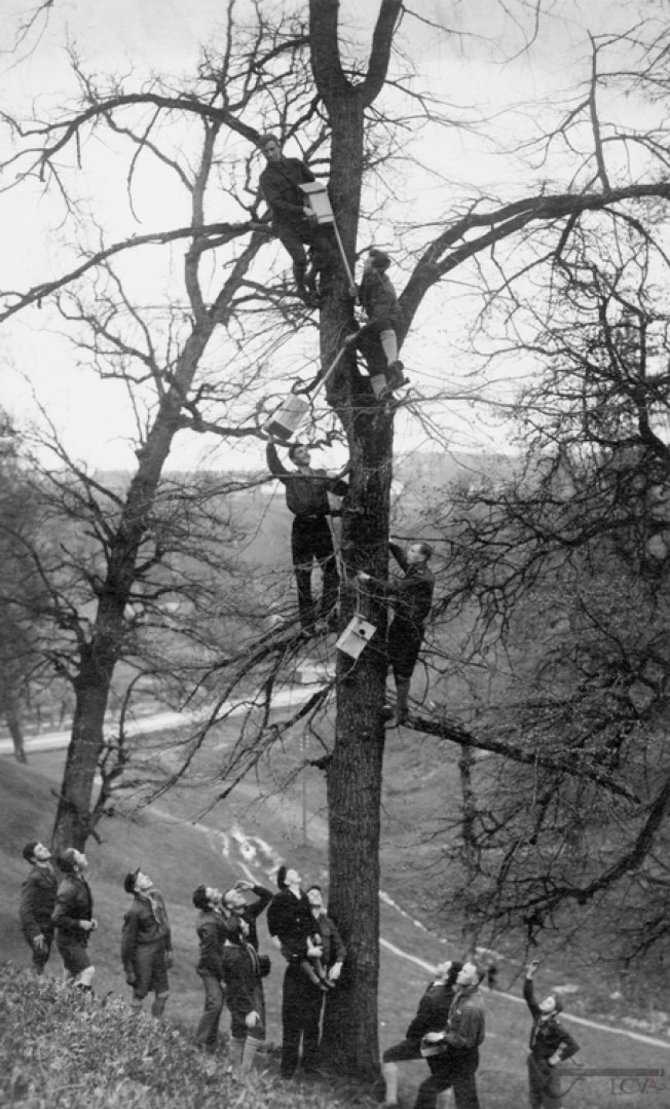 LCVA nuotr., P-00651./Skautai kelia inkilus. Kaunas, 1930 m.