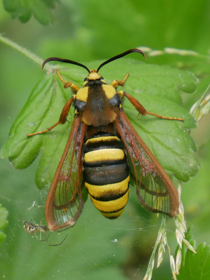 Wikimedia Commons nuotr./Tuopinis stiklasparnis