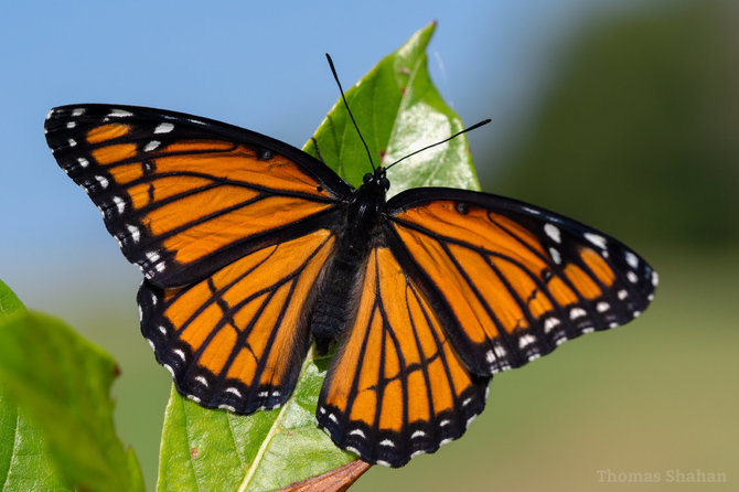 Wikimedia Commons nuotr./Limenitis archippus