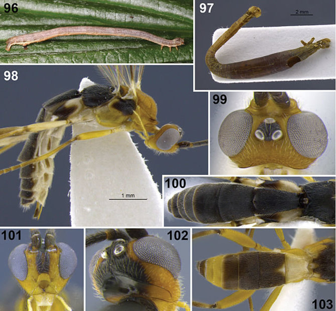 Wikimedia Commons nuotr./Aleiodes shakirae. Autorius: Eduardo Mitio Shimbori, Scott Richard Shaw. 