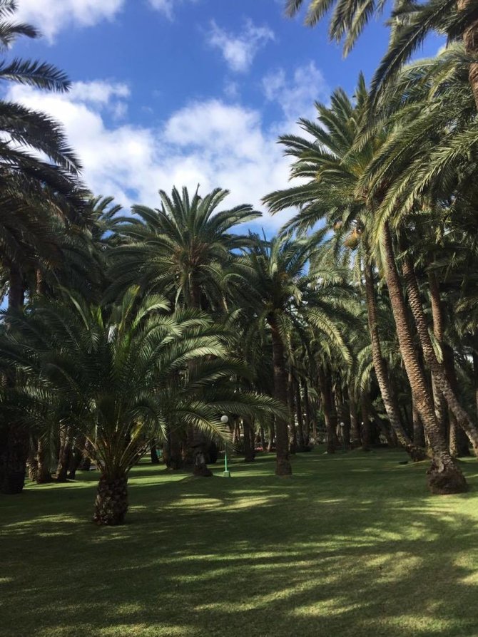 Palmės Gran Kanarijoje