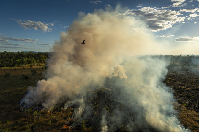 Matthew Abbott nuotr./„Saving Forests with Fire“ (angl. Miško saugojimas ugnimi)