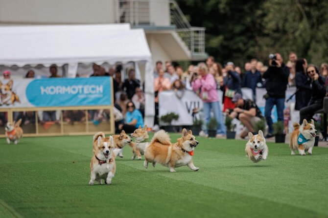 „Corgi Race Vilnius“