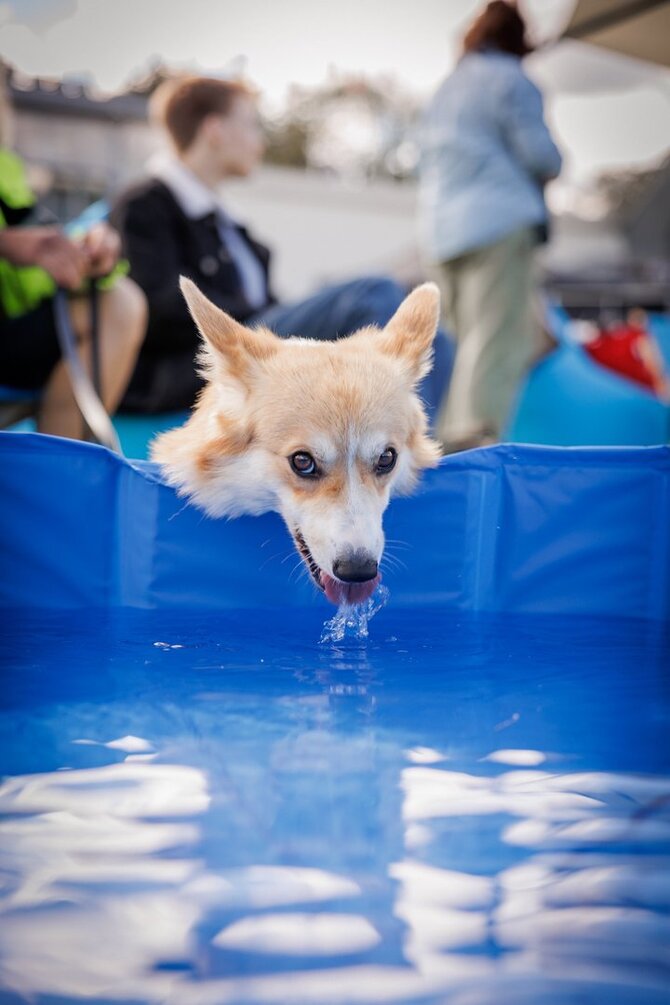„Corgi Race Vilnius“