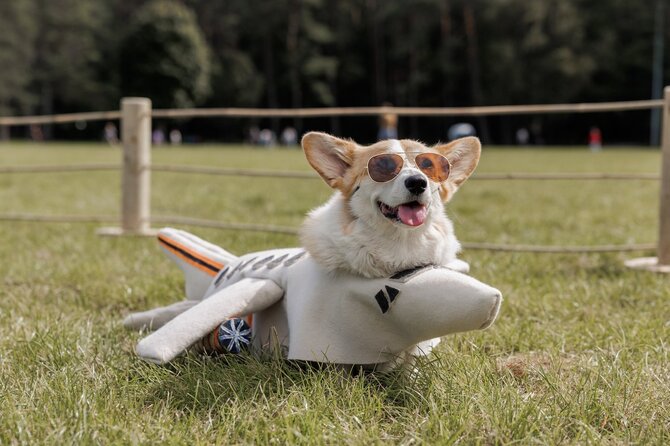 „Corgi Race Vilnius“
