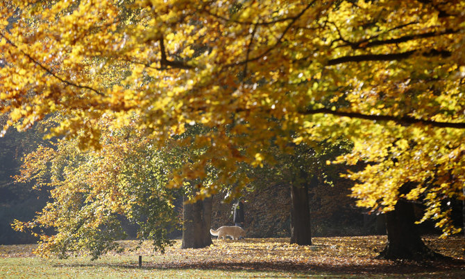 „Scanpix“ nuotr./Tiergarten parkas