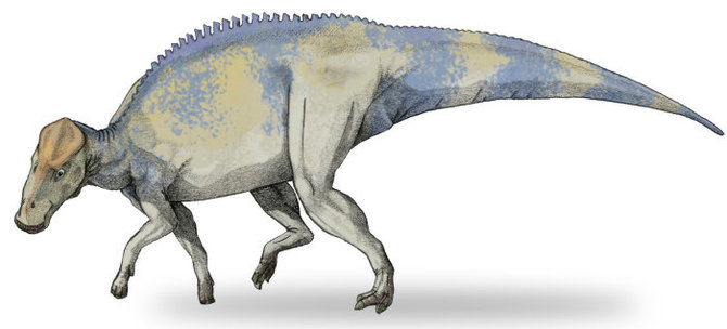 Vikipedijos nuotr./Donozauras Brachylophosaurus canadensis