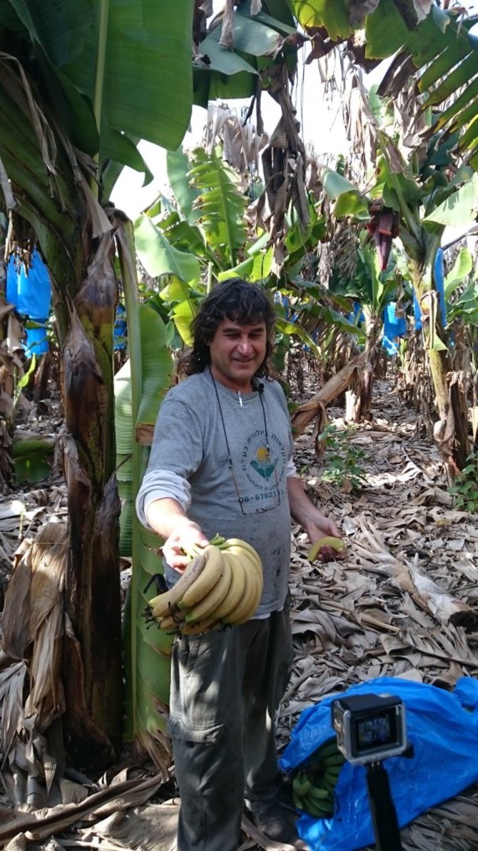 Maagan kibucas bananų plantacija. Yuvie Davidowitz. J. Čižienės nuotr.