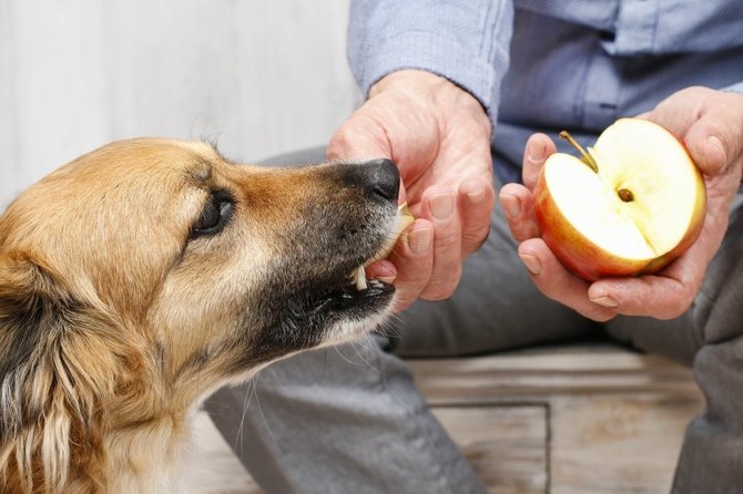 Shutterstock nuotr./Šuo prašinėja maisto.