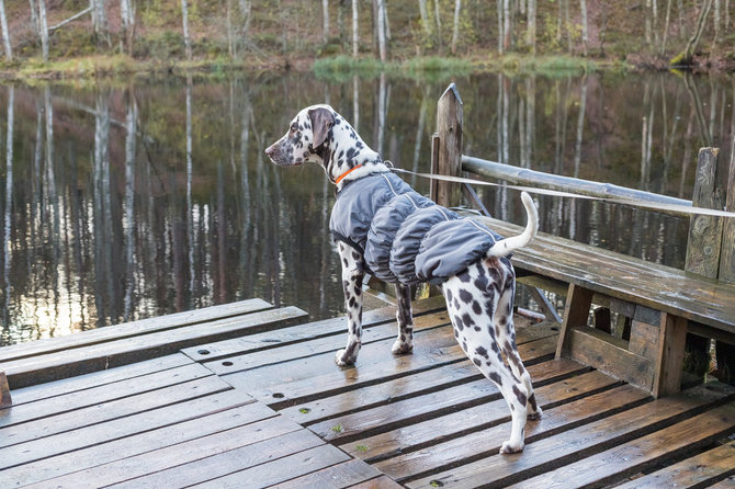 Shutterstock nuotr./Šuo su apranga