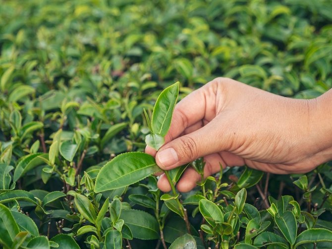 Shutterstock nuotr./„Camellia sinensis“