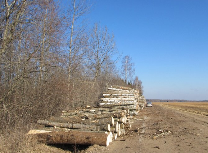 VĮ „Panevėžio regiono keliai” nuotr./Sandėliuojama mediena